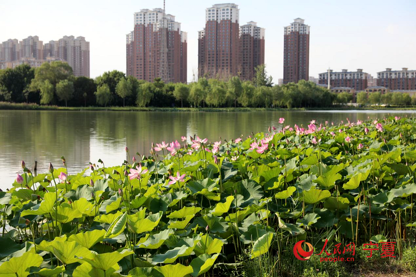 盛開的荷花。人民網 李甜甜攝 