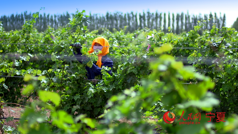 工作人員正在修剪葡萄藤。人民網記者 梁宏鑫攝