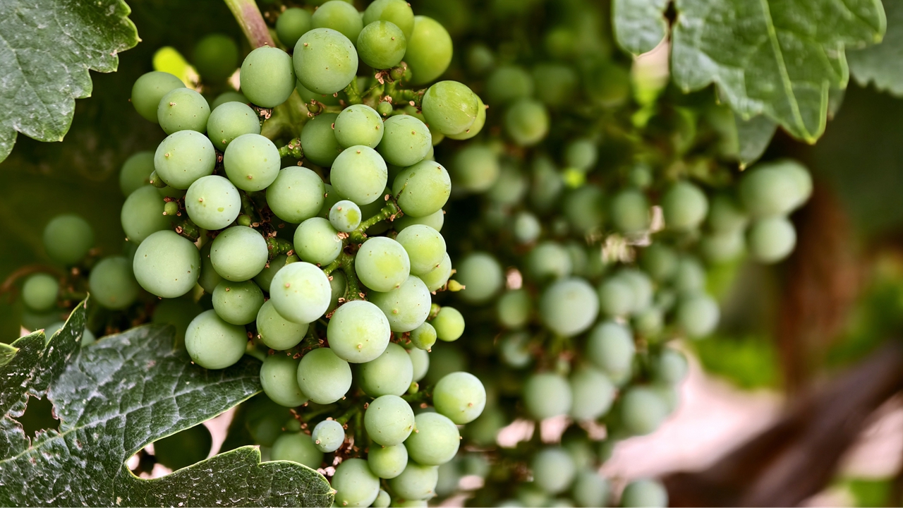 釀酒葡萄