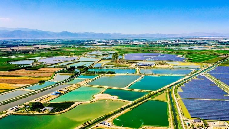 行進中國丨鹽堿地上“漁歌”嘹亮當南美白對蝦在賀蘭山東麓的鹽堿水中泛起銀色漣漪，當大黃魚悠然游弋于黃河古灌區的生態漁場