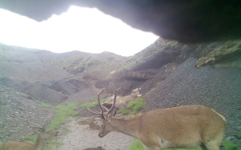 寧夏賀蘭山保護區石嘴山段首次拍攝到野生馬鹿活動