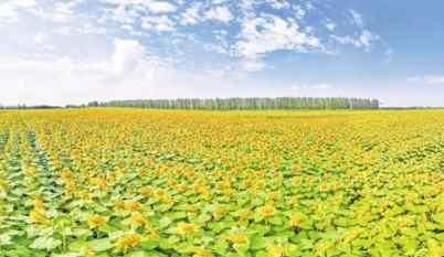 秋日限定！這里藏著一片金色花海