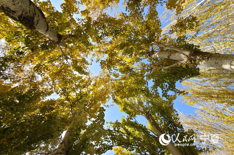 “塞上湖城”解鎖醉美秋景。人民網記者 梁宏鑫攝