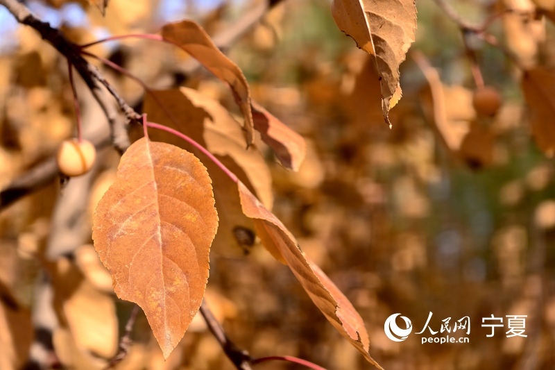 黃葉舞翩躚。人民網記者 梁宏鑫攝
