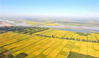 <p> 稻花香里</p>