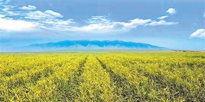 <p> 揚黃灌區</p>